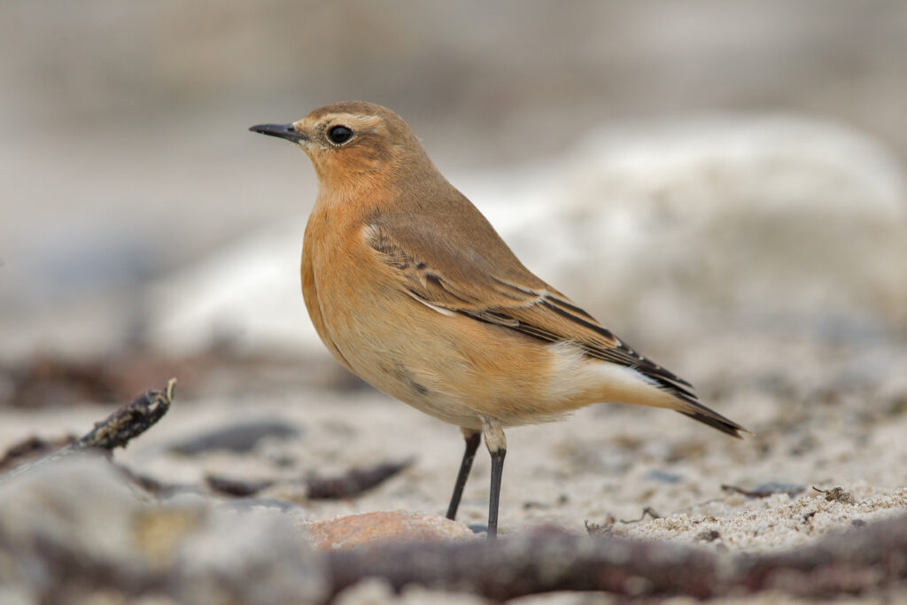 A northern wheatear, a small brown bird, stands on a sandy, rocky ground.