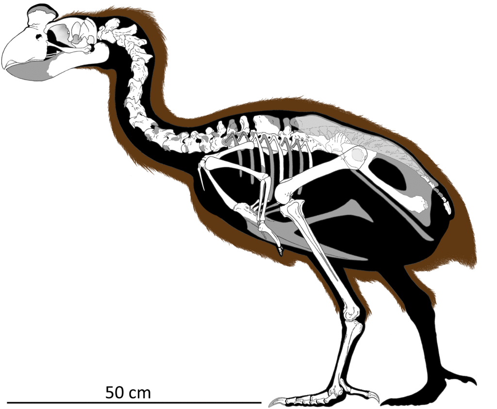 An illustration overlays the skeletal structure of a Sylviornis onto its body shape.