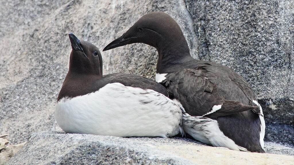 Two common murres perched together on coastal rocks