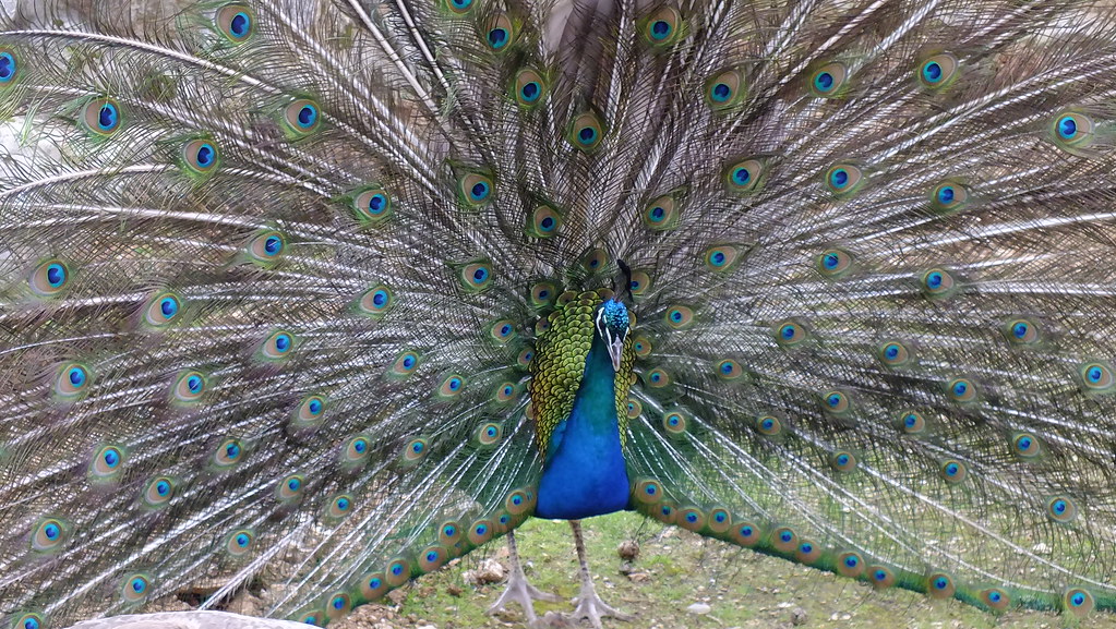 A peacock displays its magnificent tail feathers, fanned out with iridescent blue and green eyespots.