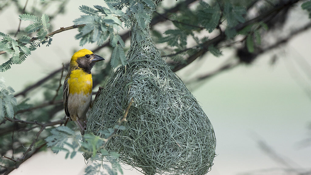 A Baya Weaver perches next to its intricately woven, hanging nest.