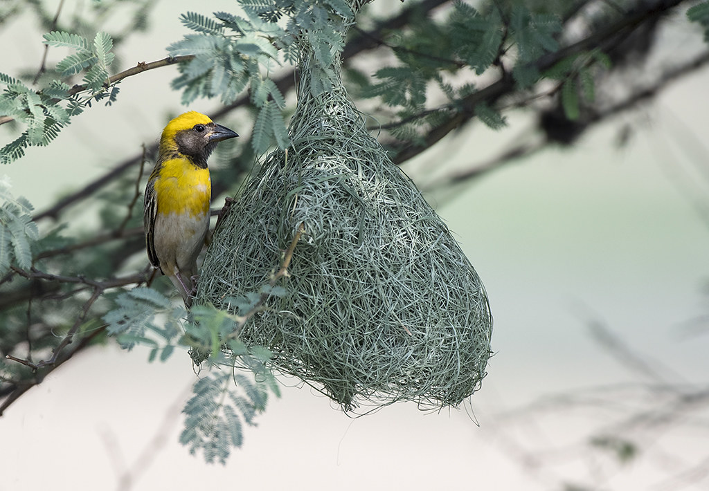 A Baya Weaver perches next to its intricately woven, hanging nest.