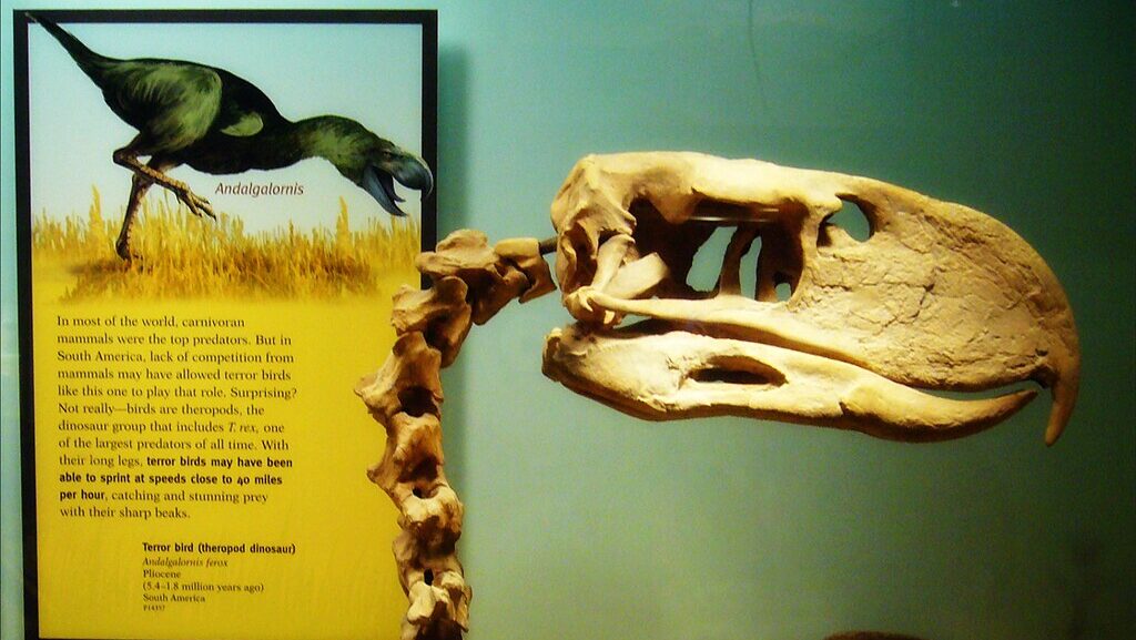 Skeletal model of Andalgalornis on display