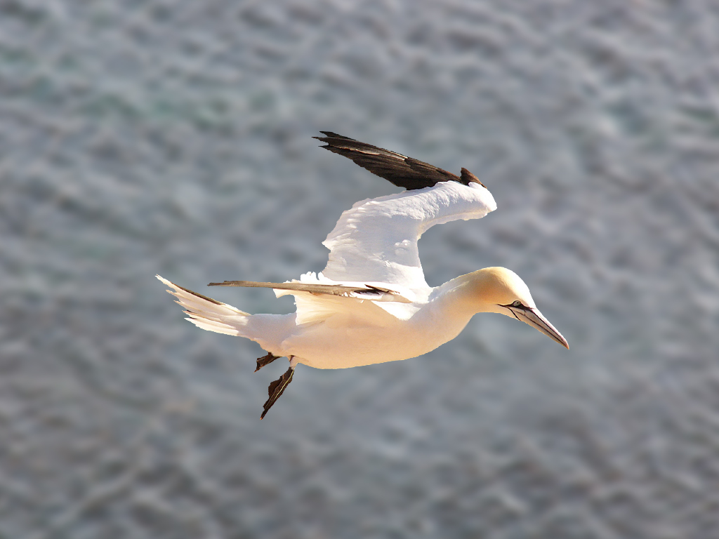 A northern gannet with black-tipped wings flies low over the ocean's surface.