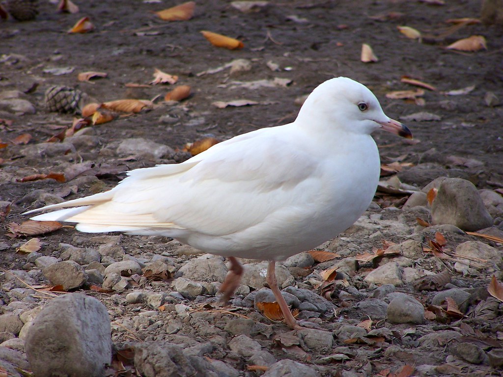 A white Glaucous Gull with a pale pink beak stands on rocky ground.