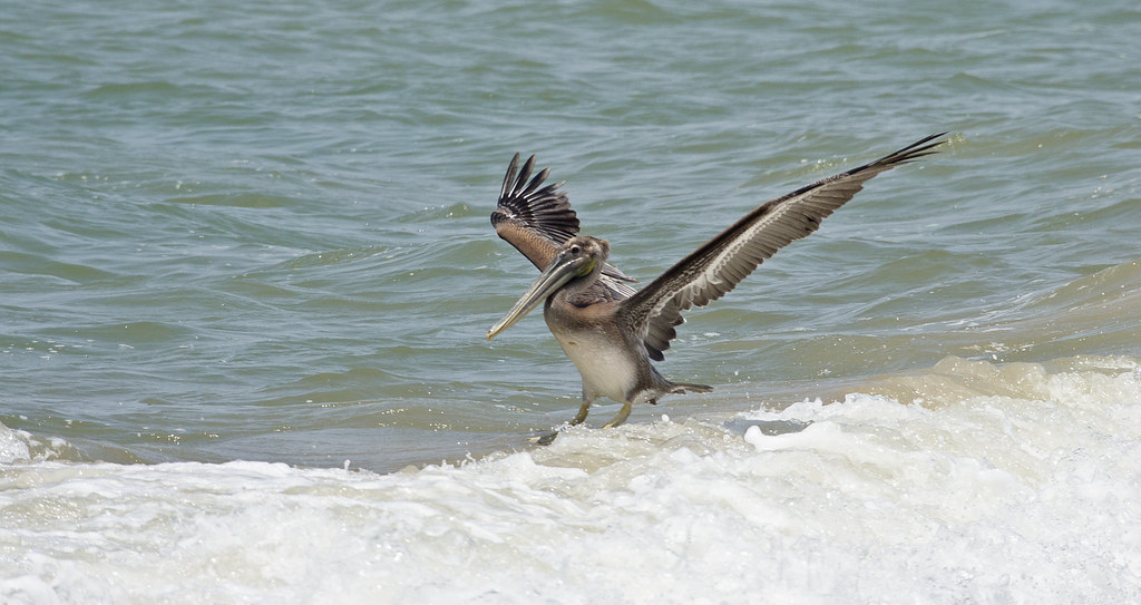 A brown pelican lands in the surf at the water's edge, wings spread wide.