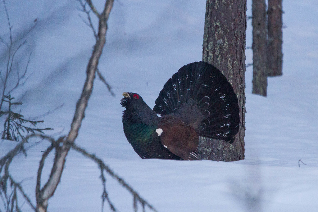 A Western Capercaillie stands in snow, displaying its dark plumage and fanned tail.