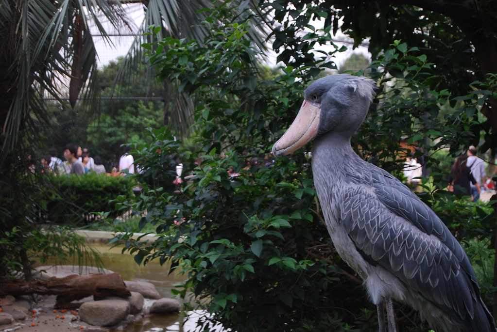 A Shoebill with grey feathers and a large bill stands by a pond with green bushes.