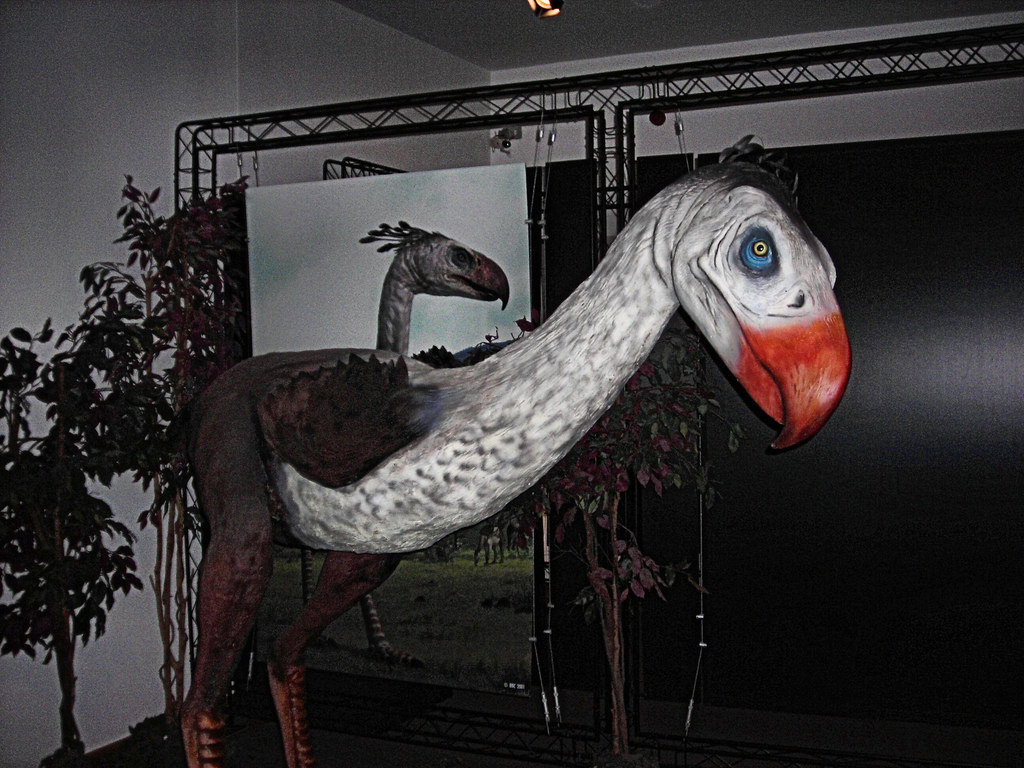 A detailed model of a Phorusrhacos, a large prehistoric bird, with a prominent red beak and blue eye.