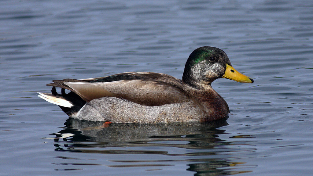 A mallard duck with a green head and brown body swims gracefully on the water.