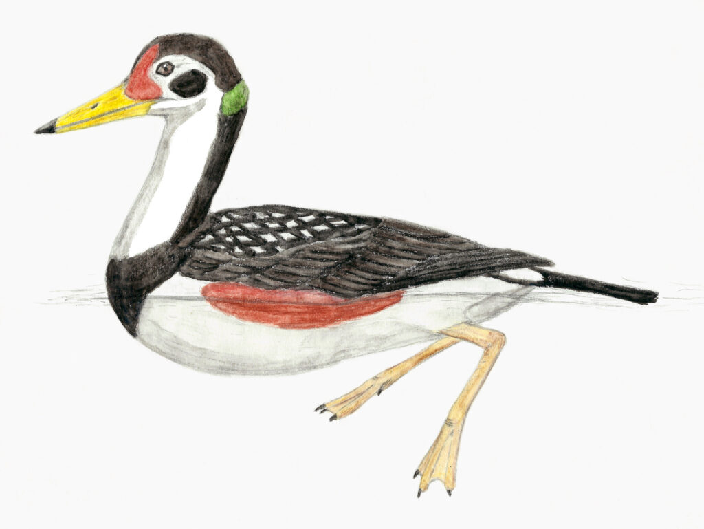 An illustration depicts a Vegavis, a prehistoric bird, swimming in water.