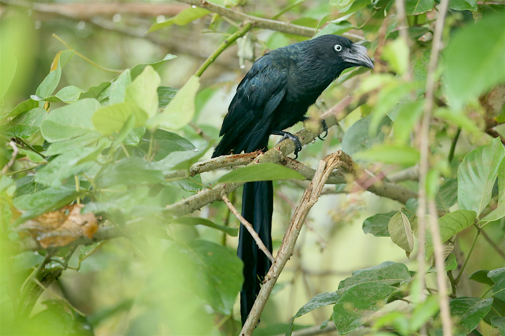 A Greater Ani, a glossy black bird with pale eyes, perches among green leaves.