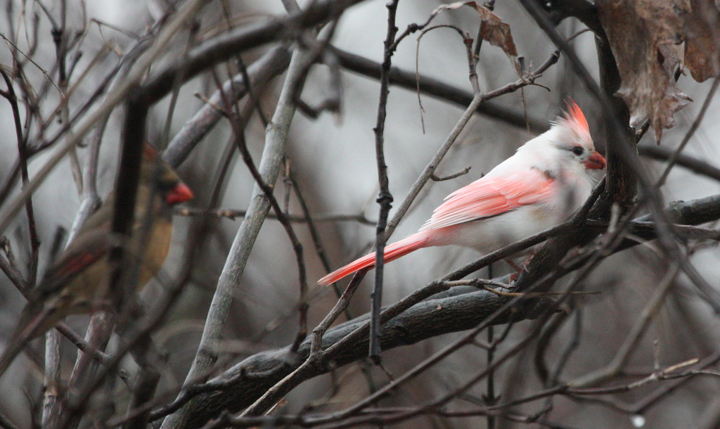 An Albino Northern Cardinal with a pink beak and crest perches on a bare branch.