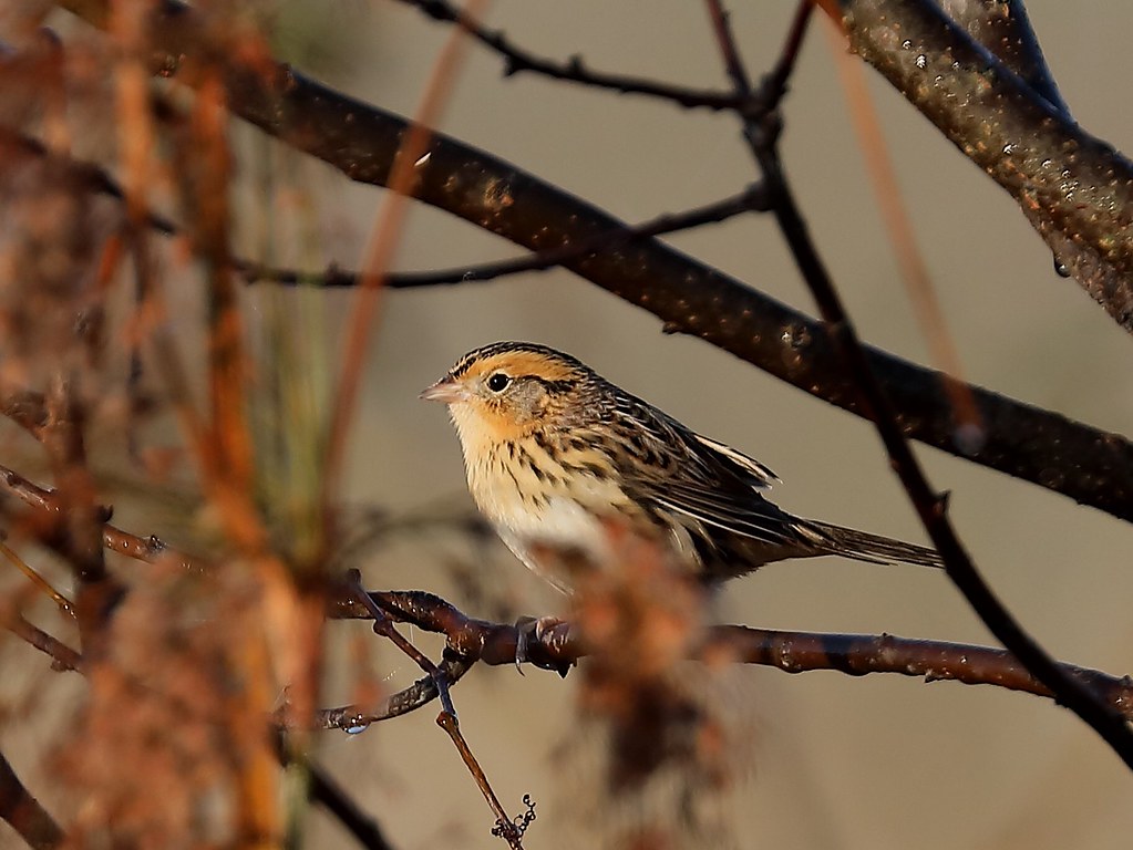 A beautiful LeConte's Sparrow perches on a branch, its patterned feathers distinct in the light.