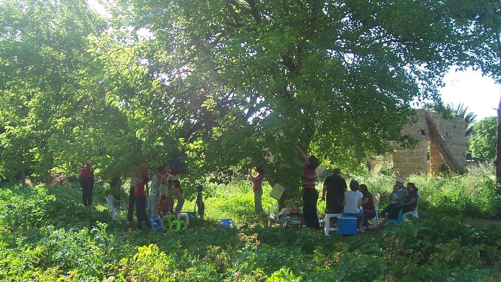 Group of people gathered under a mulberry tree