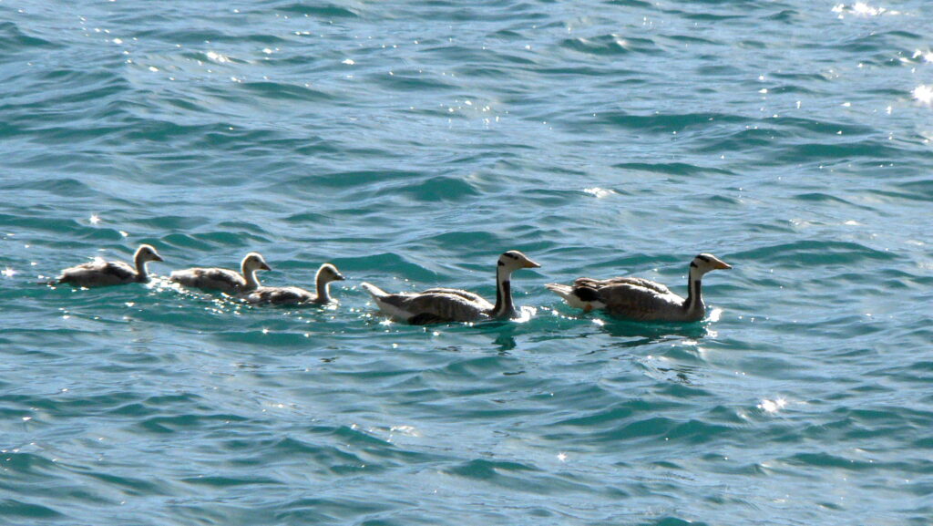 Juvenile Bar-headed Geese swimming behind parent geese in calm water
