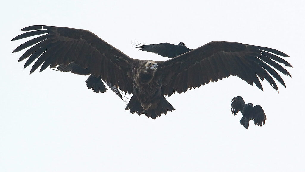 Cinereous Vulture flying with young vultures