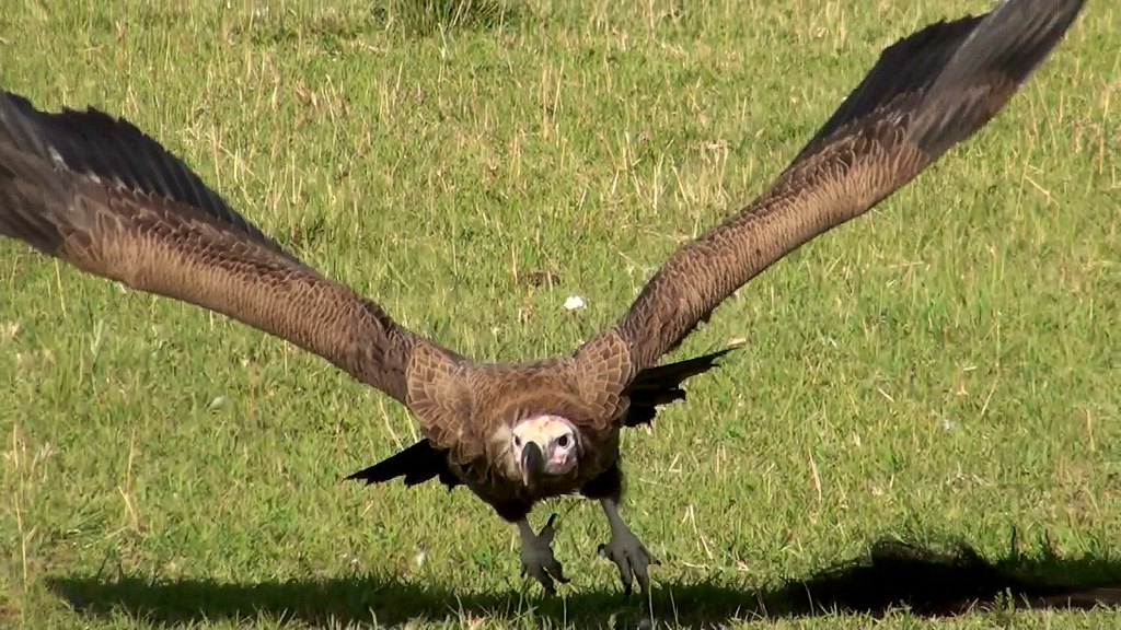 Lappet-faced Vulture taking flight from grassy field with wings outstretched