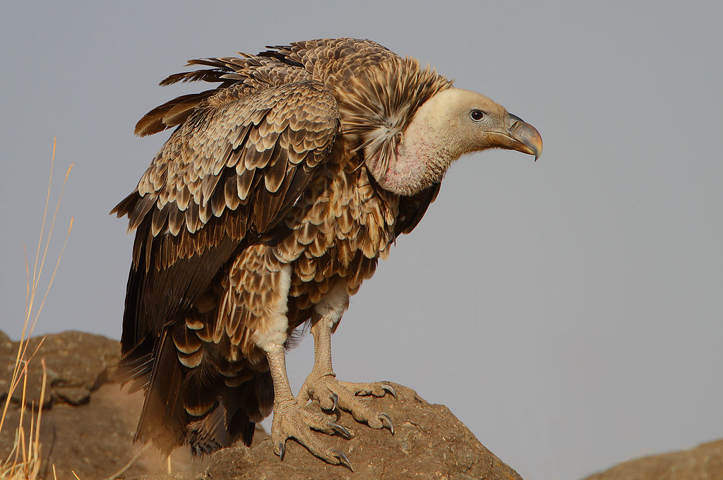 A Rüppell’s Griffon perches on a rock, showing its light brown and white mottled plumage.