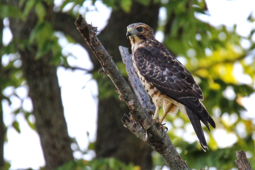 A broad-winged hawk perches on a bare tree branch, looking to the right.