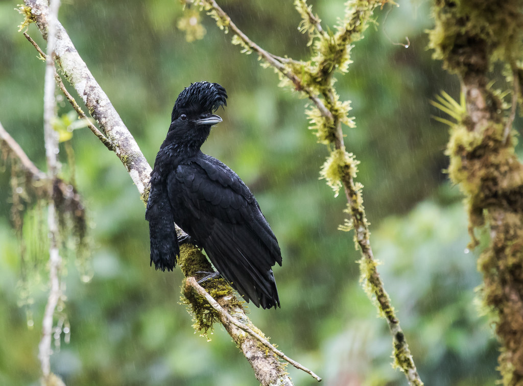 A Long-wattled Umbrellabird perches on a branch, showcasing its striking crest and wattle.