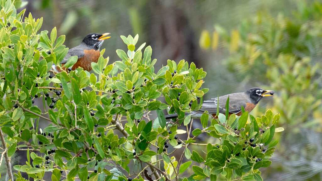 Two American Robins perched on inkberry holly shrub