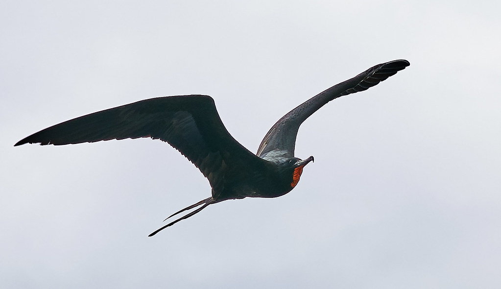 A striking Magnificent Frigatebird with an inflated red pouch soars against a bright sky.