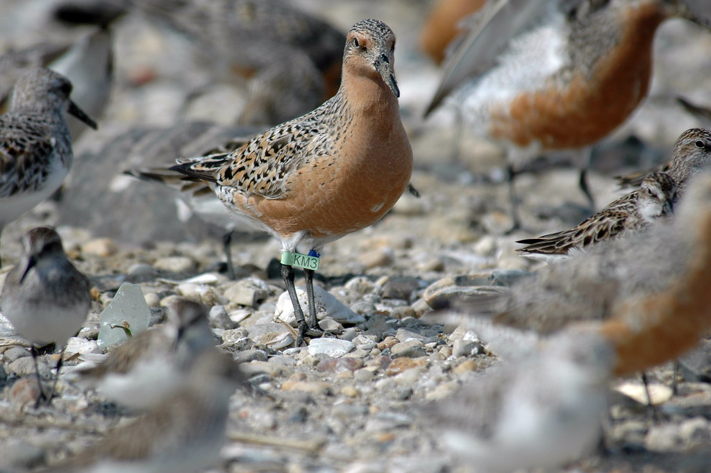 A Red Knot stands prominently amidst other birds on a rocky surface, wearing a leg band.