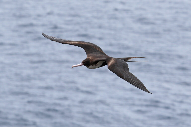 A Great Frigatebird glides with outstretched wings above the shimmering blue ocean.