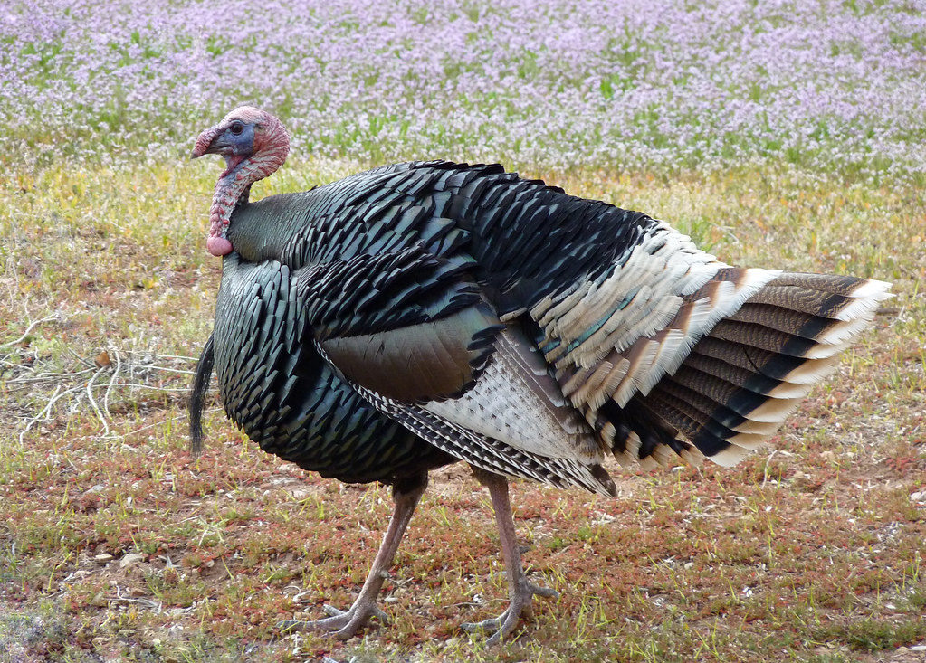 A wild turkey with iridescent black, brown, and white feathers stands in a field.