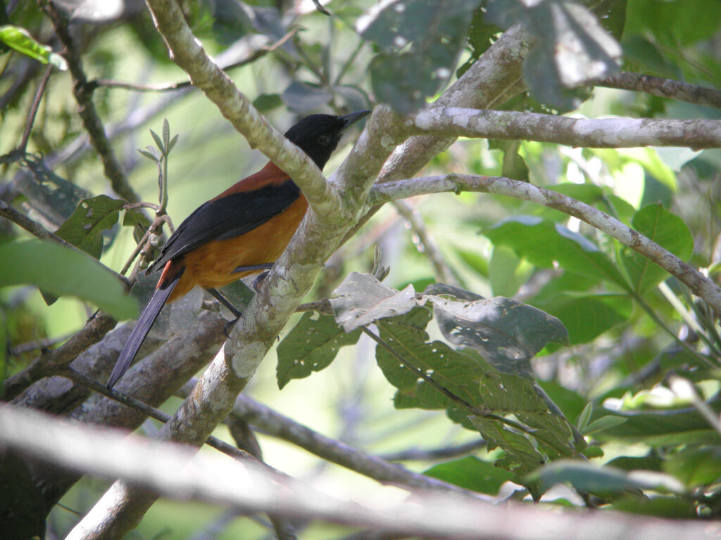 A Hooded Pitohui perches on a branch, showing its black head and rufous body.