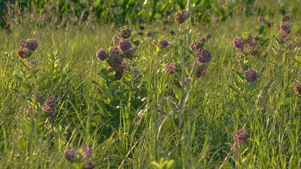 Common milkweed plant with pinkish-purple flower clusters