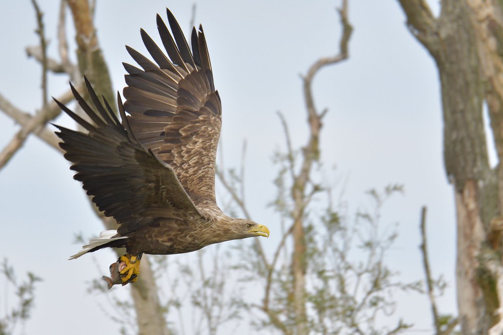 A white-tailed eagle flies through the air, carrying a small fish in its talons.
