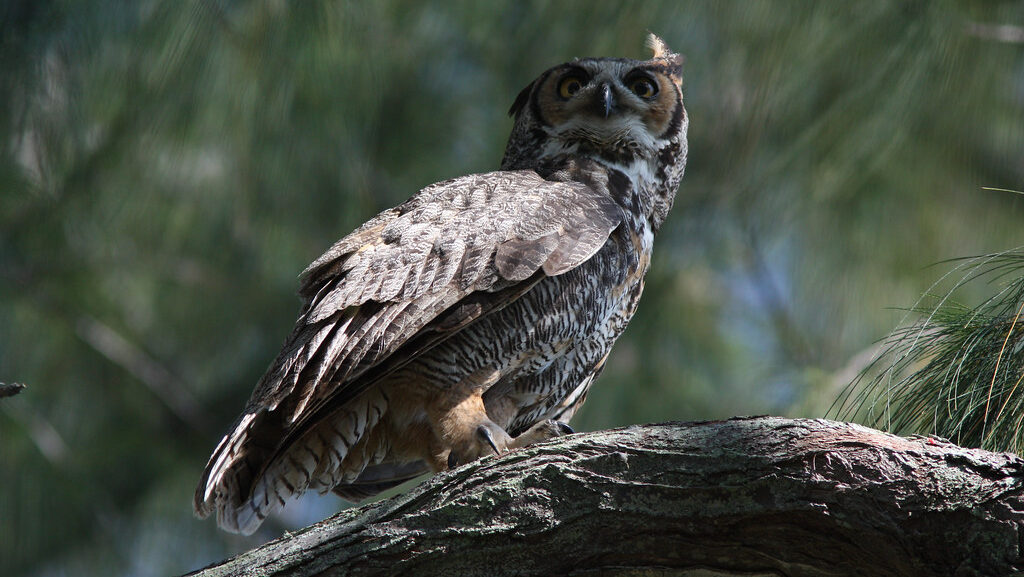 A Great Horned Owl perches on a tree branch, looking attentively towards the right.