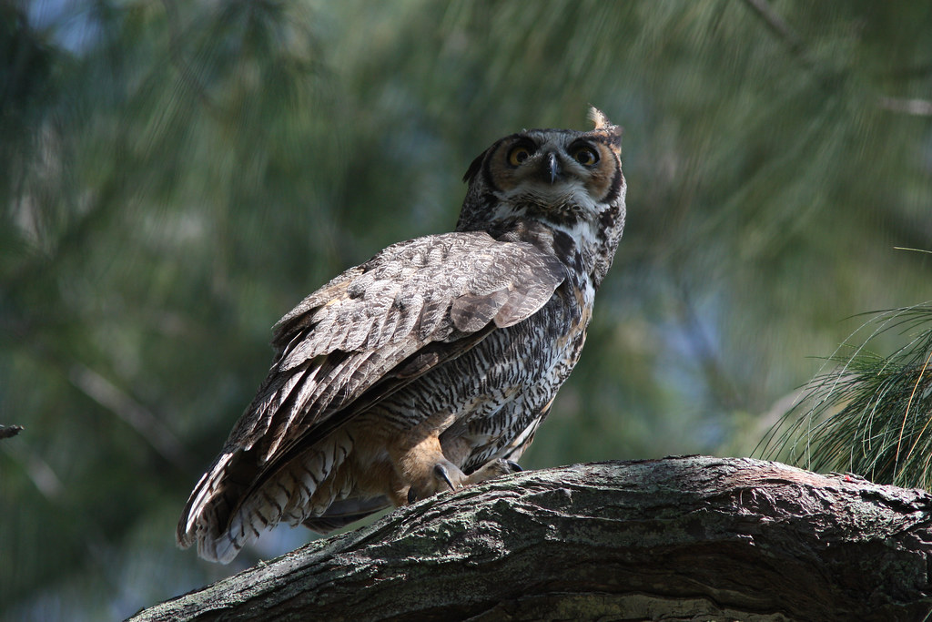 A Great Horned Owl perches on a tree branch, looking attentively towards the right.
