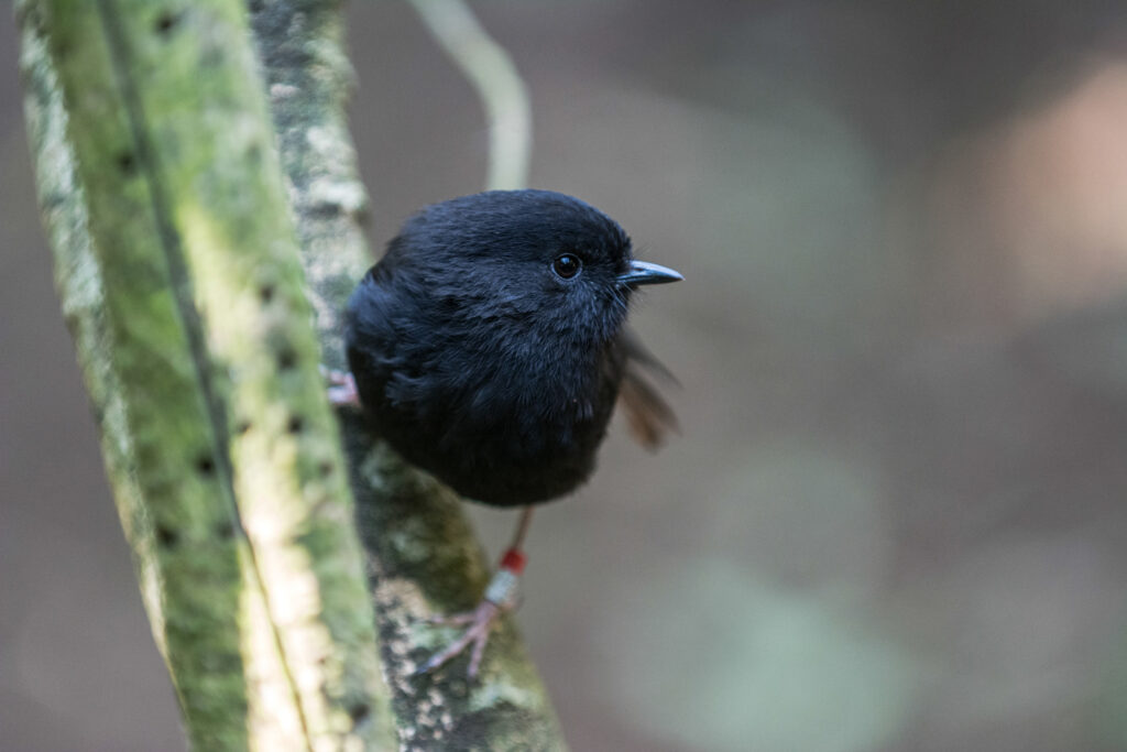 A small, black Chatham Island Black Robin with a red band on its leg perches on a mossy branch.