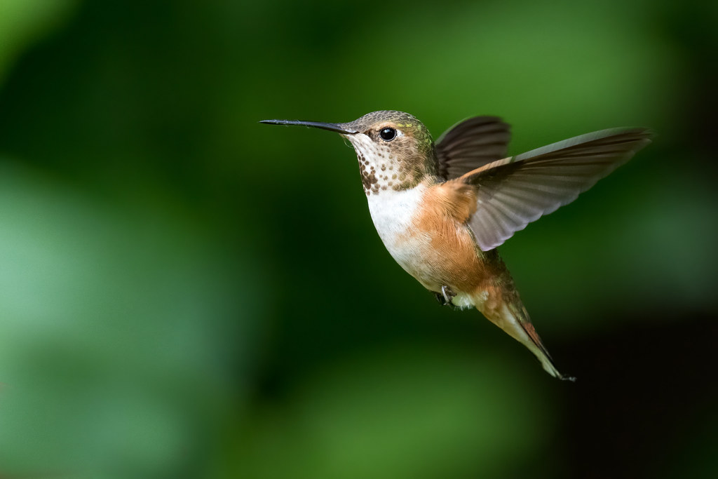 A rufous hummingbird with iridescent feathers hovers in mid-air.