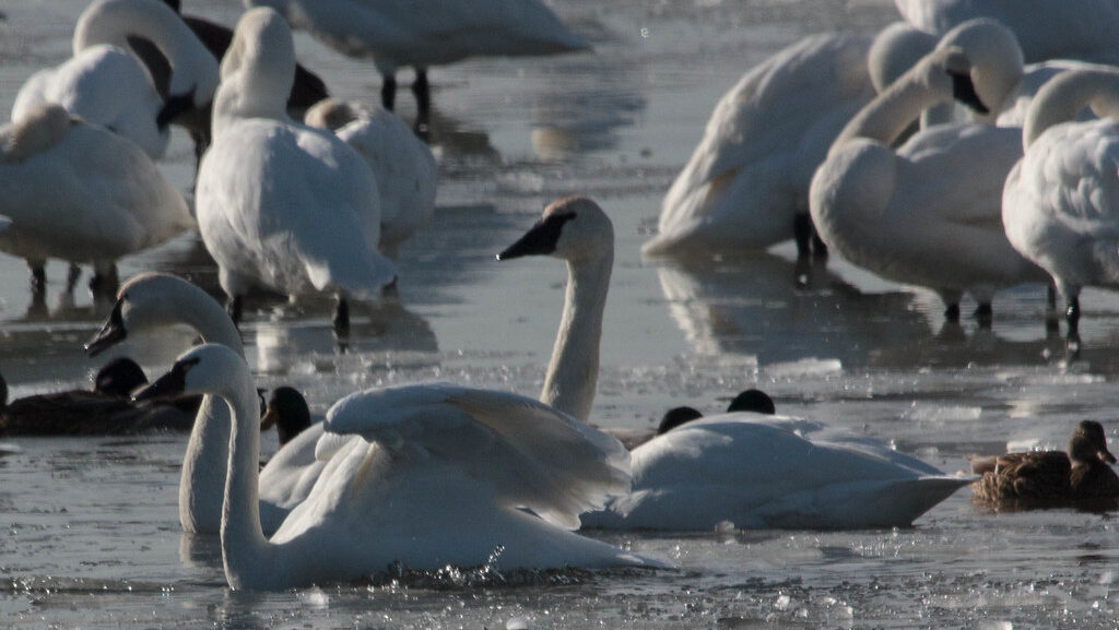 Multiple Tundra Swans and ducks are in icy water, with some preening.