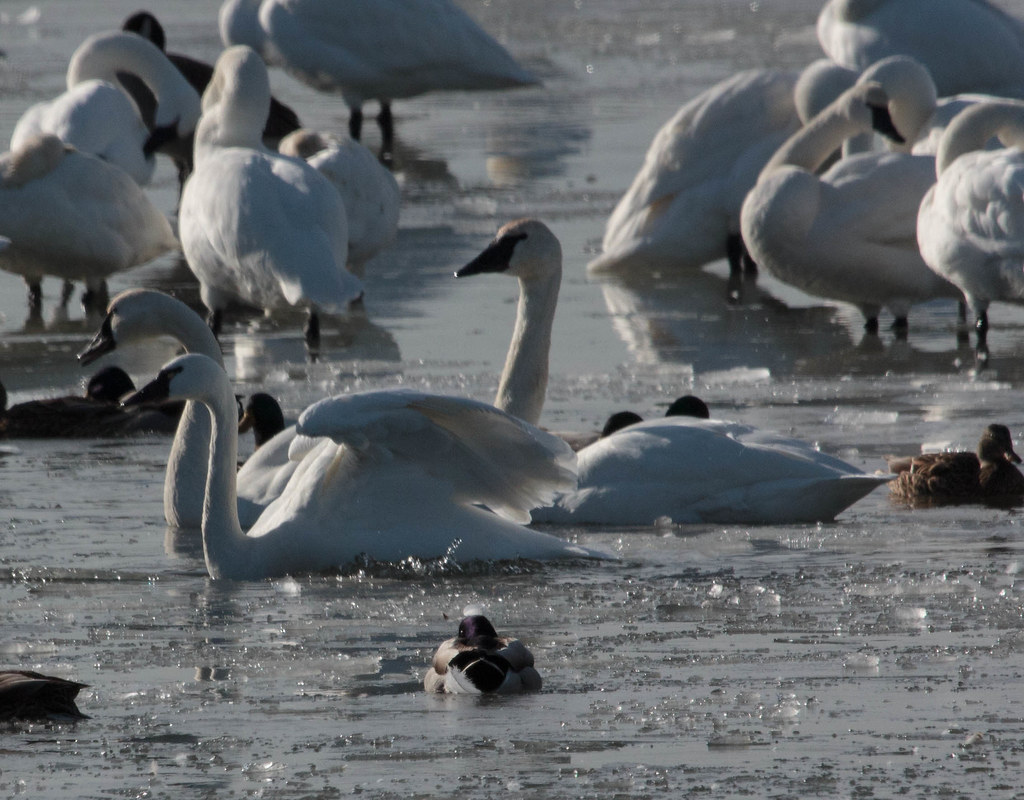 Multiple Tundra Swans and ducks are in icy water, with some preening.
