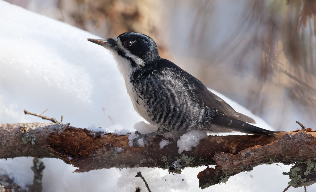 A Black-backed Woodpecker perches on a snowy branch, showing its black and white plumage.