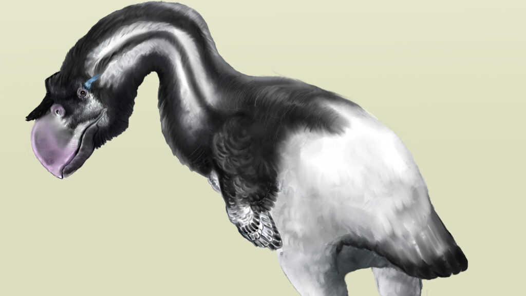 Artist’s rendering of Dromornis stirtoni
