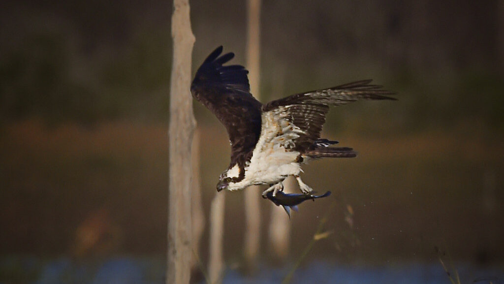 An Osprey flies over water, holding a fish in its talons.