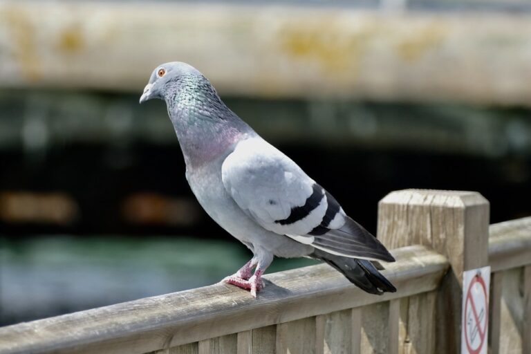 A Feral Pigeon perches on a wooden railing, displaying its grey and iridescent plumage.