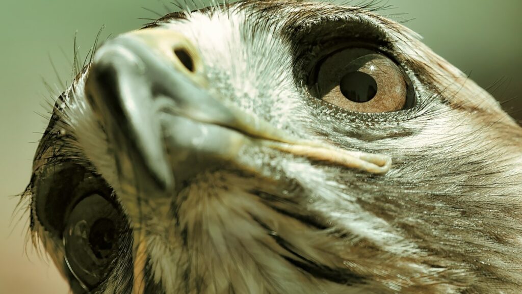 A close up of a bird's face with a blurry background