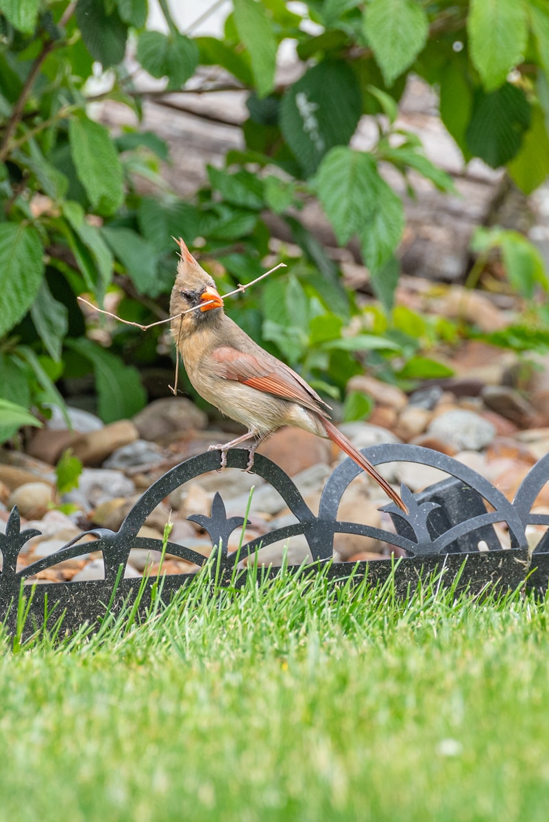 A Northern Cardinal gathering twigs for nest building