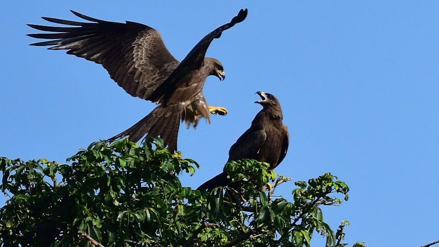 Aggressive interaction between two Black Kites on top of a tree