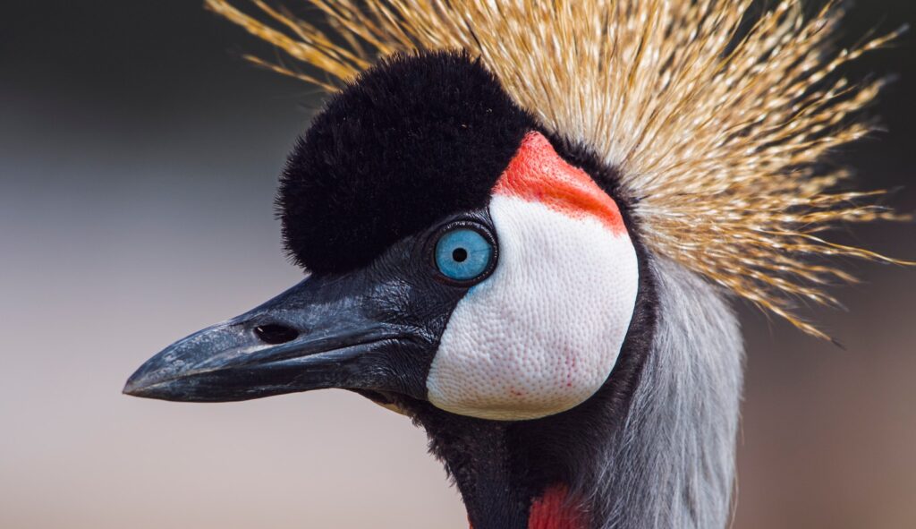 A close-up of a Grey Crowned Crane's head, with a blue eye, red wattle, and golden crown.