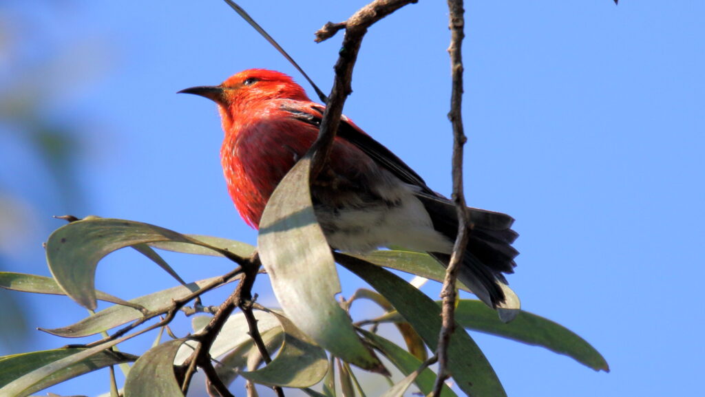 ʻApapane bird perch on a branch
