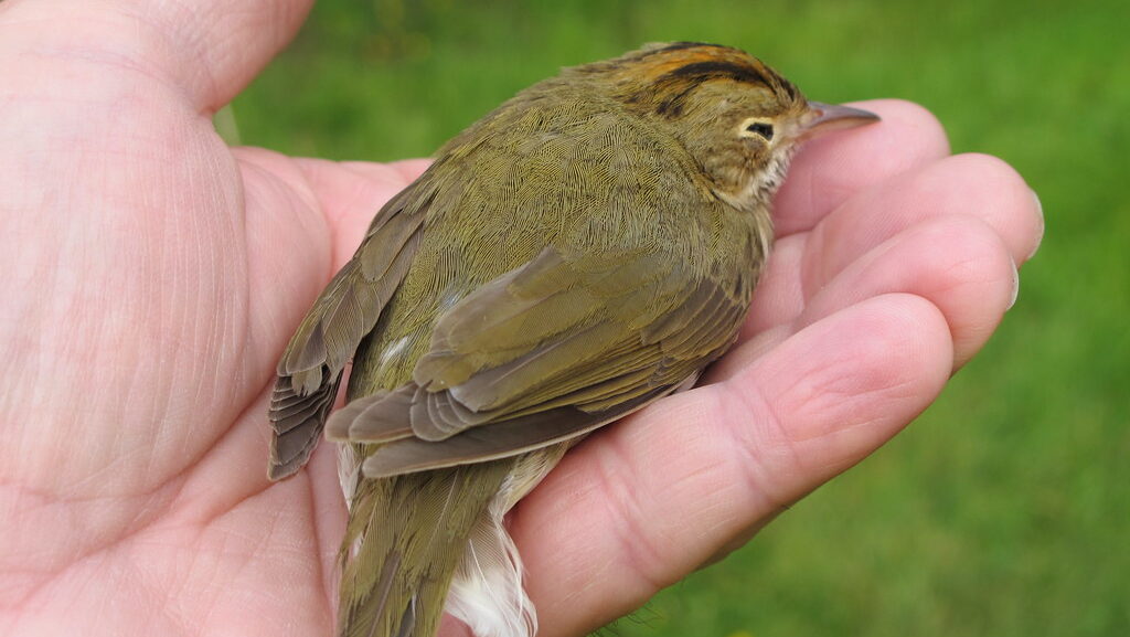 Hand gently holding a sick or injured bird in need of care