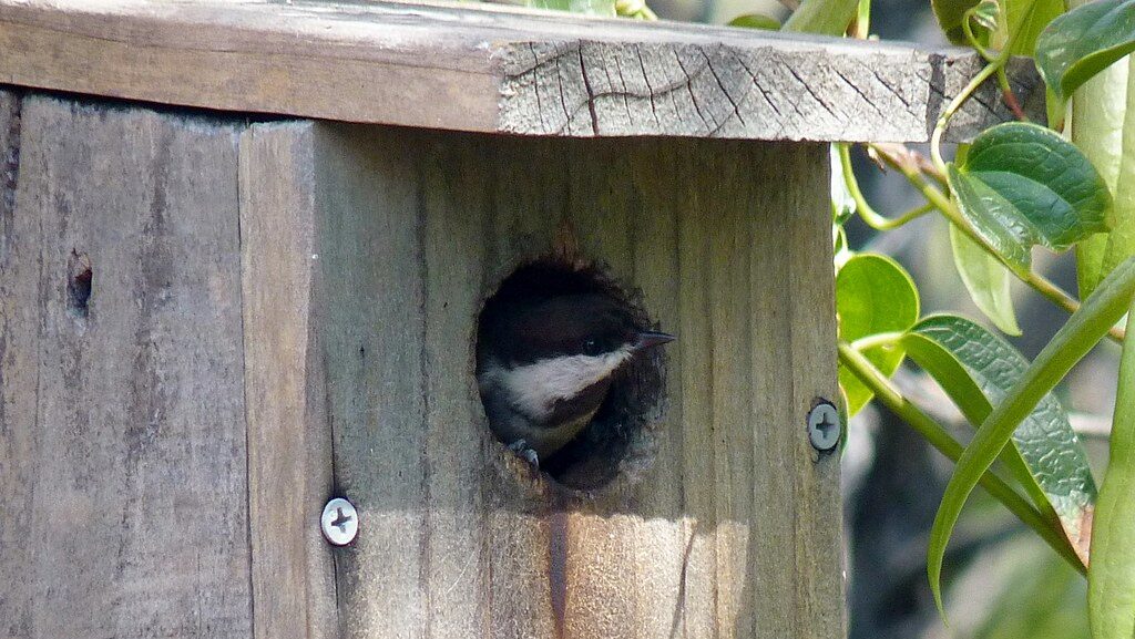 Chickadee peeking out of round entrance hole of wooden nesting box